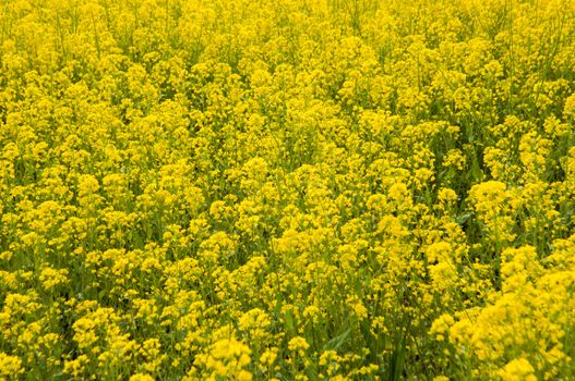 the mustard field in Kashmir, India