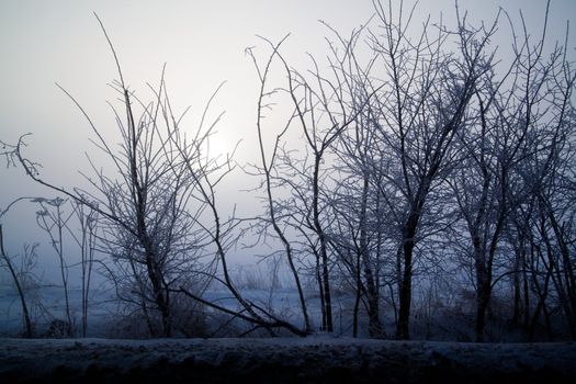 Winter landscape at sunny frozen morning
