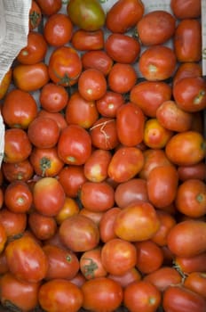 group of tomatoes 