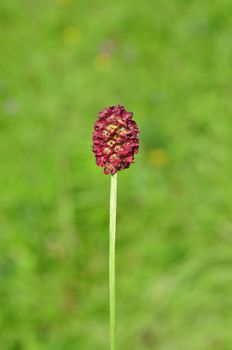 Great burnet (Sanguisorba officinalis)