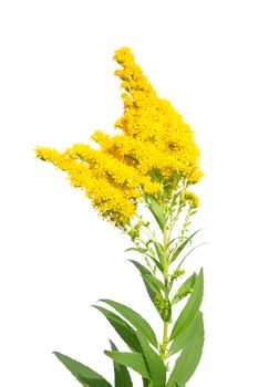 Giant goldenrod (Solidago gigantea)