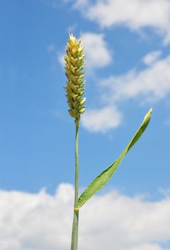 Wheat (Triticum aestivum)