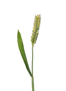 Wheat (Triticum aestivum)