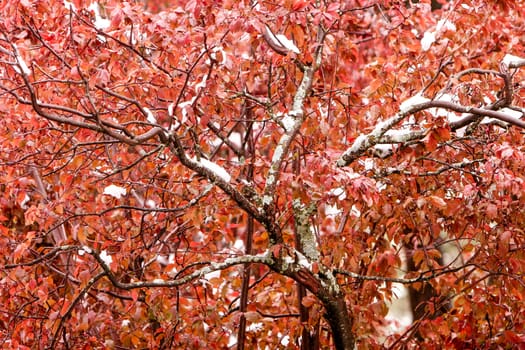 Close up of a red almond in winter, covered with snow in some branches. Leaves and branches form a pattern similar to that of bonsais.