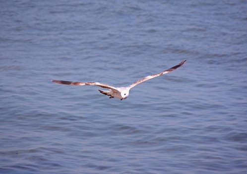 seagull flying above sea