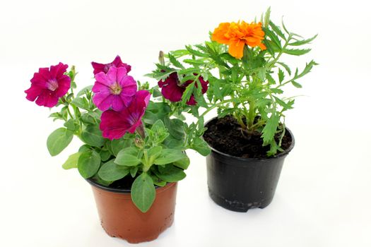 colorful balcony plants in front of white background