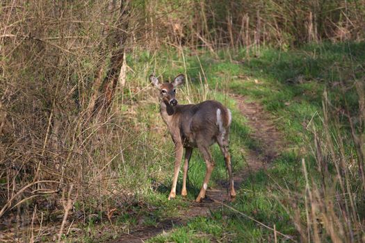 White-tail deer in morning sun body profile looking down path