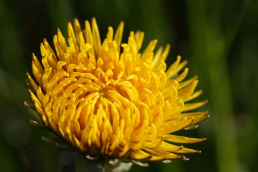 Dandelion flower in spring early morning sun