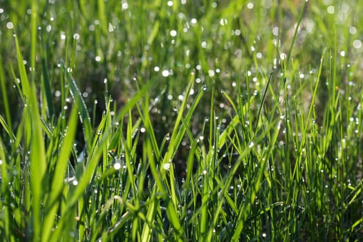 Morning dew drops on leaves in morning sun