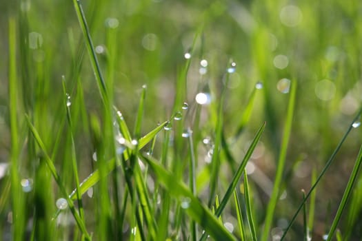 Morning dew drops on leaves in morning sun