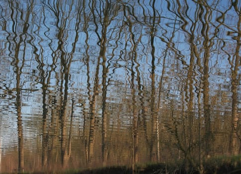 Reflection on water of trees early morning sun