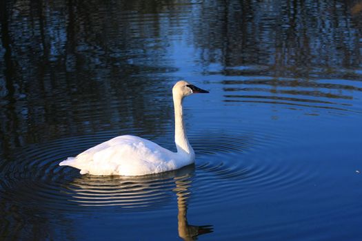 Trumpeter Swan spring in ripples in early morning sun