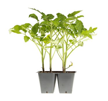 Side view of a pack of four tomato seedlings (Solanum lycopersicum or Lycopersicon esculentum) ready to be transplanted into a home garden isolated against a white background