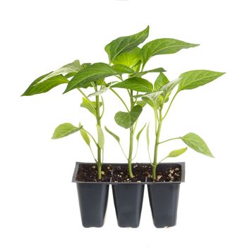 Plastic pack containing three seedlings of sweet pepper (Capsicum annuum) ready for transplanting into a home garden isolated against a white background