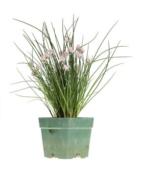 Clump of chives (Allium schoenoprasum) with purple flowers in a dirty green plastic pot
