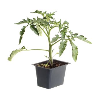 Seedling of a tomato (Solanum lycopersicum or Lycopersicon esculentum) in a black plastic pot ready to be transplanted into a home garden isolated against a white background