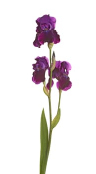 Stem of three dark purple flowers and one bud of bearded iris (Iris germanica) isolated against a white background