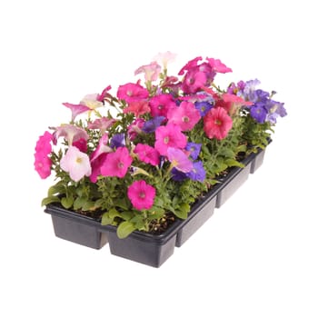 Flat containing seedlings of petunia plants flowering in multiple colors ready for transplanting into a home garden isolated against a white background