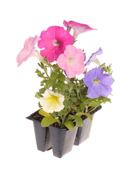 Pack containing seedlings of petunia plants flowering in multiple colors ready for transplanting into a home garden isolated against a white background