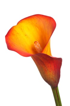 Single flower and stem of an orange and yellow calla lily (Zantedeschia) isolated against a white background