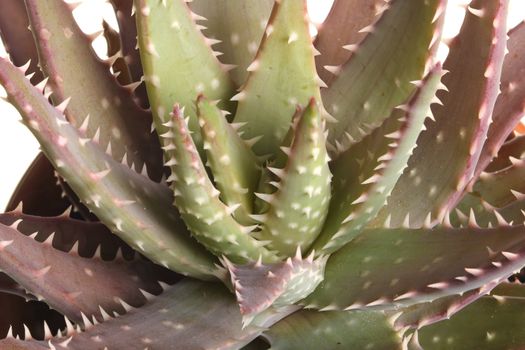 Close-up of a small plant of an aloe grown in a pot against a white background