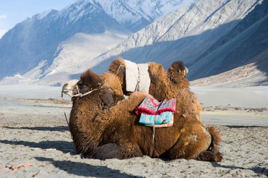 camel in Nubra valley, Leh, India