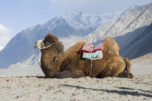 camel in Nubra valley, Leh, India
