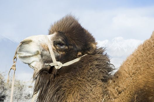 camel in Nubra valley, Leh, India