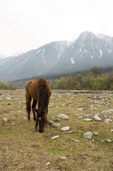 a horse is eating grass in Sonoma valley, Kashmir, India
