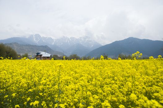 the mustard field in Kashmir, India