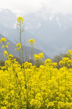 closed up mustard field in Kashmir, India