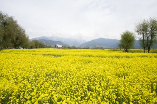 the mustard field in Kashmir, India