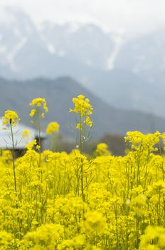 closed up mustard field in Kashmir, India