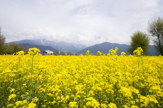 the mustard field in Kashmir, India