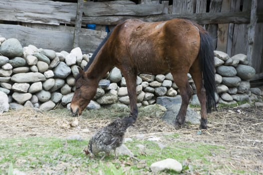 a horse is eating grass in Pahalgam valley, Kashmir, India