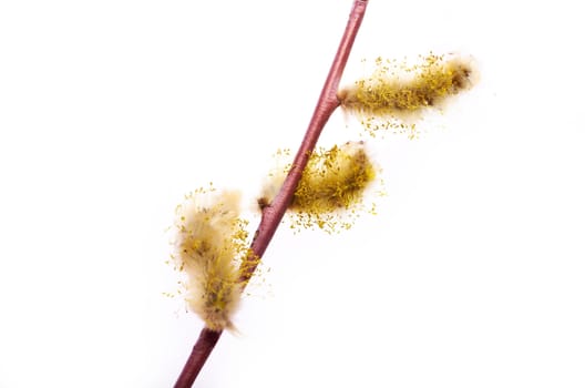 Willow twig.Fluffy willow catkins on a thin twig