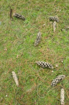 pine seed, in Pahalgam valley, India
