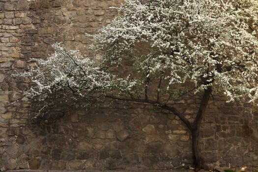 Flowering tree against a stone wall in Lviv