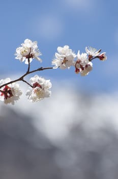 apricot flower in Leh