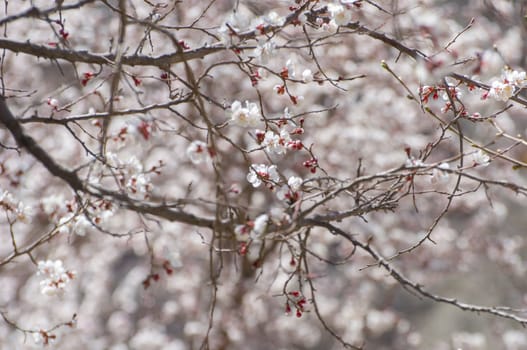 apricot flower in Leh