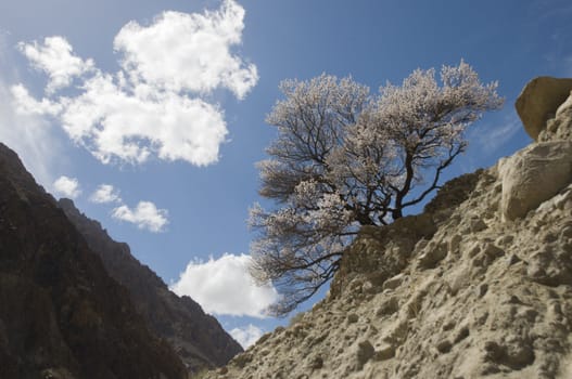 apricot flower in Leh