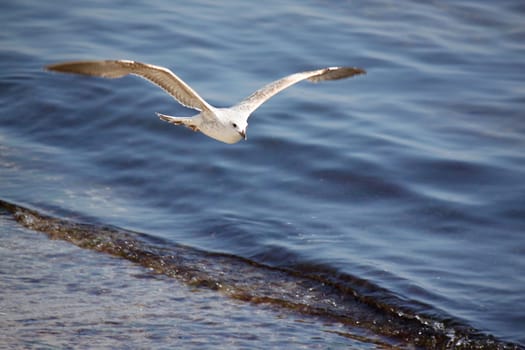 seagull flying above sea wave