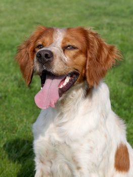 The lovely Brittany Spaniel dog in the summer garden