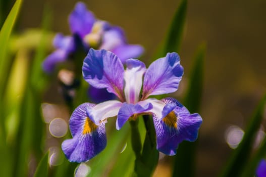 Iris flower on green blurred background, photo taken outdoors, near water pond.