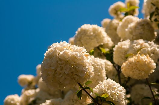 Viburnum opulus Compactum bush with white flowers (selective focus on flowers)