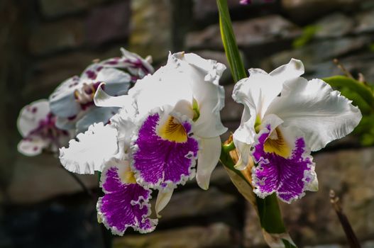 beautiful white orchids flower bloom