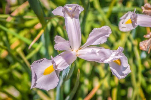 Beautiful white irises on green background