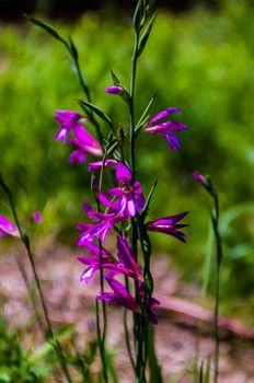 purple delicate flowers - Beautiful blue flowers campanula. macro