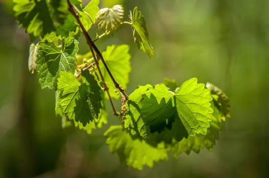 Sunny grape leaf on grapevine. Macro closeup. shallow DOF.