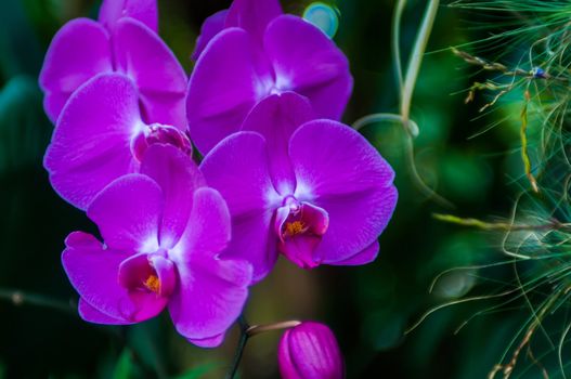 Beautiful purple orchids flowers bloom - phalaenopsis